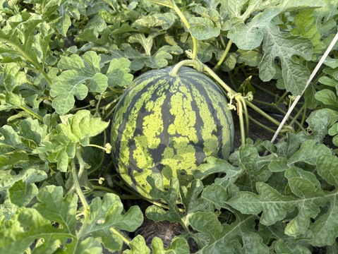 山形県産 尾花沢すいか 祭りばやし