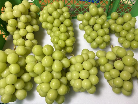 9周年感謝祭】シャインマスカット 1kg お楽しみ福箱【山梨県産】【ご