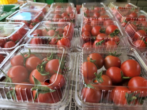 信州　秋野菜セット【10品目】