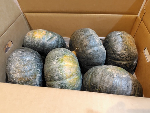 【ワケアリ】北海道産甘くてホクホクな南瓜　１０キロ