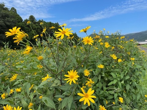 鹿児島県産　スーパーフード  菊芋 6kg きくいも