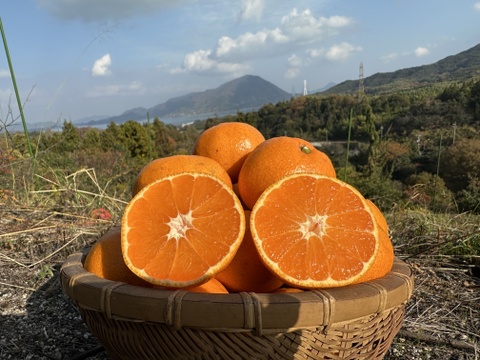 愛媛県大三島産みかん🍊【農薬不使用】5キロ