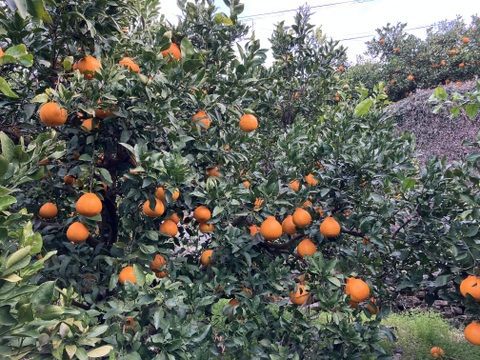 愛媛県八幡浜市産 デコ 8kg