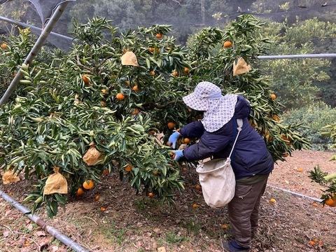 濃熟せとか（大玉３Ｌ４Lクラス）3.6kg