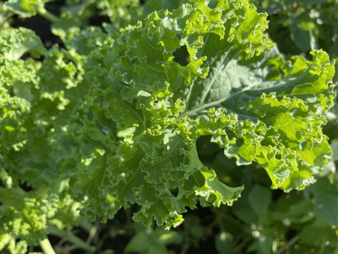 【ジュース用野菜セット】カラダに嬉しい！（人参・ビーツ・カーリーケール・赤軸ホウレンソウ）　農薬・化学肥料不使用栽培