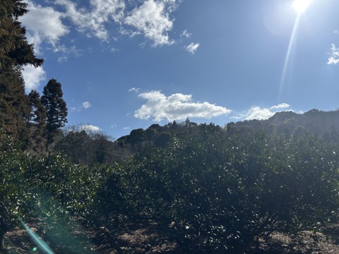 〔訳アリ〕🍊とろける甘酸っぱさ！濃い味わいの早生みかん ５kg【花崗岩の離島から直送！／果汁じゅわっ】