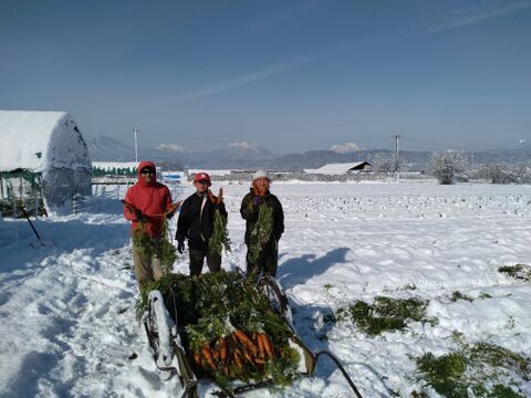 有機雪下にんじん（8㎏）～にんじん本来の味をお楽しみください～