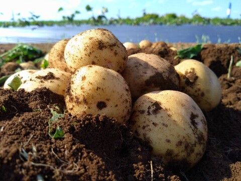 【750時間熟成】知る人ぞ知る蔵元の隠れた優品💡400年蔵出しポテト🥔寛永鶴見ブランドじゃがいも【大容量パッケージ約２キロ】