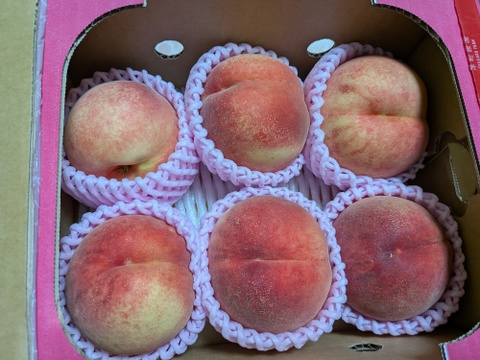 希少な桃　美桃紅　1.5kg 5玉前後　8月下旬【ASIAGAP認証農場：津軽農園】　安心・安全な桃　収穫した日に発送　家庭用　農家直送【朝どれ】