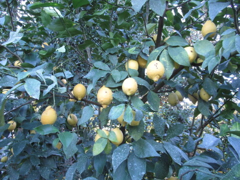 香り際立つ本格派レモン｜皮まで使える リスボンレモン　１㎏（静岡県産）