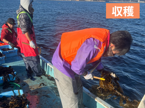 ~朝採れ新鮮~【生わかめ】寒い日はしゃぶしゃぶで！！(1kg/7~8人前程度)