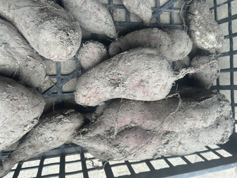 訳ありサツマイモほくほく、ねっとり食べ比べ❓と甘柿でセットでお届け！食べてみてのお楽しみ1000g(芋掘り体験会後で3品種混合に😅)甘柿2500g