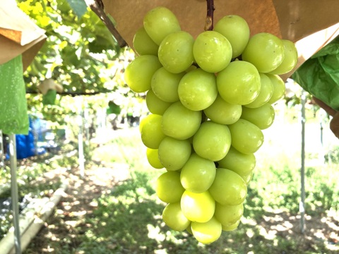 限定1点ﾓﾉ！:特大大粒1房約800g☆山梨県産シャインマスカット贈答　ギフト　家庭用にも　予約⑦