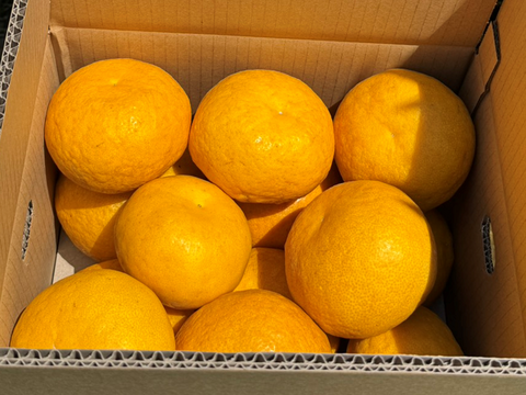 初夏の甘酸っぱさ🍊甘夏【家庭用・サイズ混合・5kg箱】