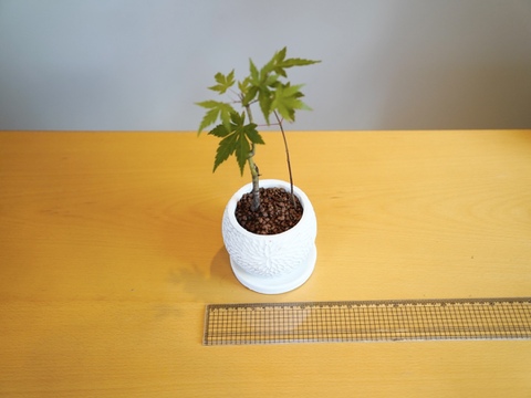 盆栽【ヤマモミジ×白花彫調陶器】高さ27cm×横13cm