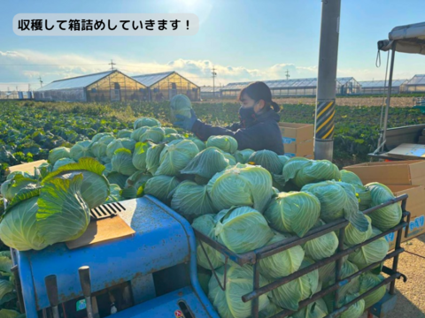 やわらかい食感が最高！朝採れ春キャベツ【４玉もしくは５玉】