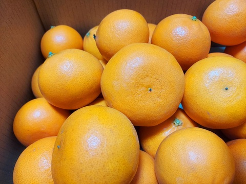 甘くて果汁たっぷりプレミアムなみかん「せとか」家庭用３キロ　ハウス栽培