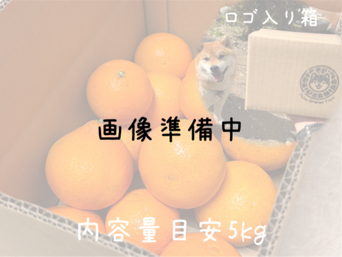 【とろけるゼリー食感】完熟ハウス 福まどんな《秀品 2kg》｜愛媛・西宇和産