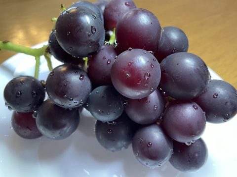 太陽さんさん露地栽培！ジューシー！あま〜い！味に自信あり！紀州有田巨峰村の種あり藤稔（ふじみのり）1kg(３～４房)