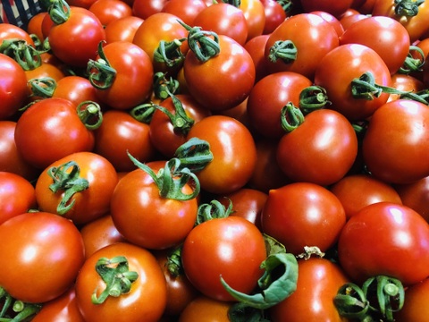 【早期ご予約でお値打ち！】一度食べたら忘れられない味！食べるトマトジュース【エコスイート】（２kg）