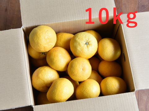 【5月中旬より発送予定】爽やかで夏らしい味わい　夏みかん【贈答用(特選品)】10kg 318-2