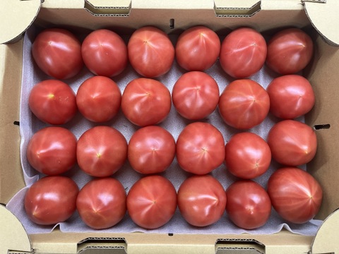 知る人ぞ知るトマト『ルネッサンス』2.4kg