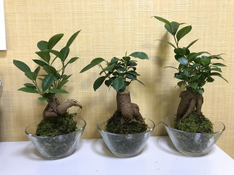 〜優しい空間を〜　苔玉ガジュマル