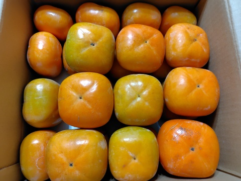 【秋の味覚】和歌山県産　たね無し柿(刀根早生)　訳ありM~2Lサイズ　5kg。【500円割引】