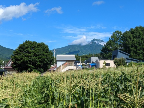 【栽培期間中　農薬不使用】訳アリ！とうもろこし＊ゴールドラッシュ（14本前後・80サイズの箱に入るだけ）