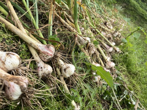 平戸ニンニク【農薬不使用、化学肥料不使用、除草剤不使用】：長崎県産の野菜｜食べチョク｜産地直送(産直)お取り寄せ通販 - 農家・漁師から旬の食材を直送