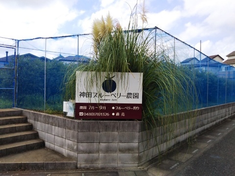 《生食用》完熟 生ブルーベリー 1kg
甘くてパクパク食べちゃう(^-^)