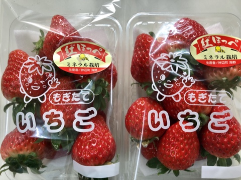 【完熟いちご】甘くて美味しい❣️紅ほっぺ　(300g×2パック)