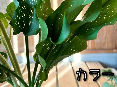 奥出雲産自然草ブーケ