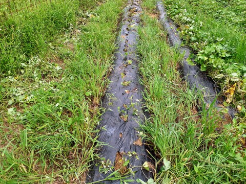 絹の様な滑らかさ！サツマイモ「シルクスイート」1.5kg