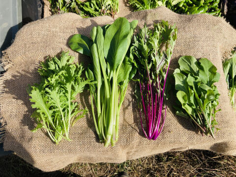 発送直前に収穫！旬の野菜セット（７～８種類）