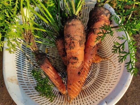 ✨農薬・化成肥料不使用の新鮮キャベツ1玉と旬のお野菜✨