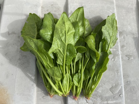 長野県産ほうれん草２kg