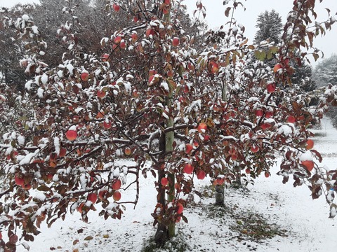 【超希少品種！栄紅（えいこう）】合格祈願りんご