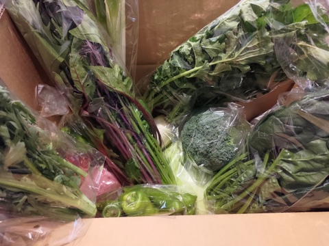 Lサイズ ＊旬野菜セット(約10~11品)【農薬：栽培期間中不使用】