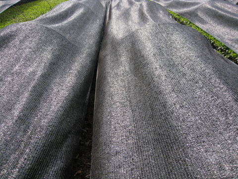 いちご紅茶　2g×8パック