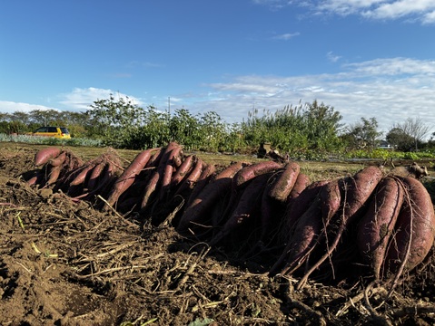 ふくむらさきS-M3kg！糖度高くアントシアニン豊富なさつまいも