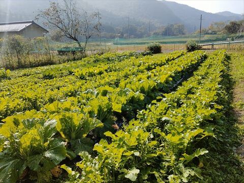 【有機JAS認証】2025年兵庫県産有機栽培白菜２個と大根２本のセット　＊虫がいることもあります