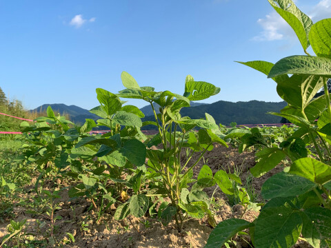 ＼期間限定先行予約・農家直送！／ 丹波篠山の秋のごちそうセット【令和7年新米】（新米2kg＋黒枝豆500g）【数量限定】お米と黒枝豆セット ご家族で 贈り物に お得なセット 売切れ次第終了