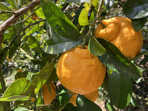 酸味が少なくまろやかな甘み　三宝柑【家庭用(訳あり)】[2.5kg]　321-2h