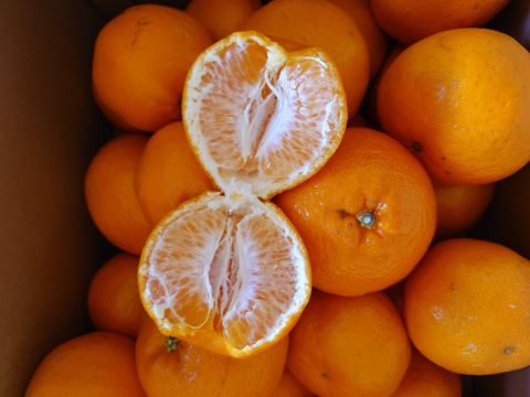 5kg 実がプリプリ！熟成された完熟の「はるみ」