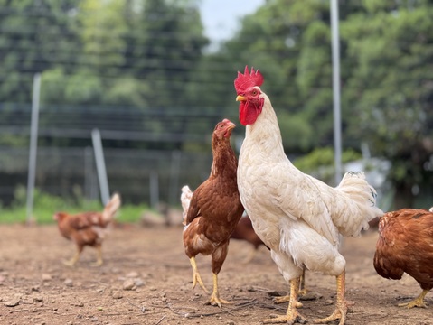 空と大地に見守られて、産まれる卵。-itadaki-甘くてコク深い、放牧鶏「暖鷄」の卵です。放牧卵itadaki/自然放牧【限定枠定期便】24個入