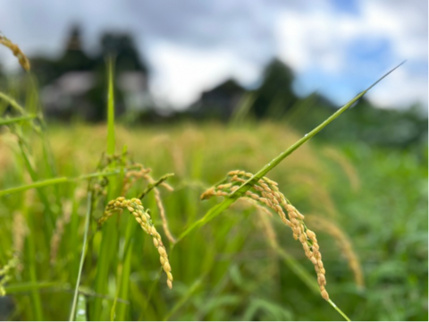 奥出雲産自然栽培玄米餅(220g前後×2袋)