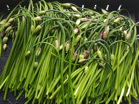 【2026年予約受付中】行者にんにく花蕾1kg　　90°に曲がった最高の状態を出荷します　幻の山菜
