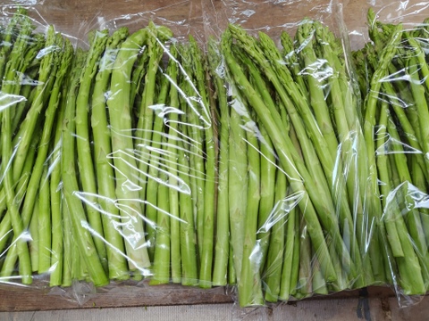【朝採】 アスパラガス 規格外品 ２kg 【収穫当日発送】