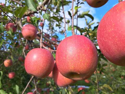 【冬ギフト】特選・葉とらずふじ 当園の１番人気りんご！ 2kg (8個)